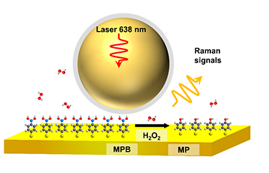 A New SERS Method Based on Shell-isolated Nanoparticles for Rapidly Quantitative Determination of Hydrogen Peroxide 2011-3210